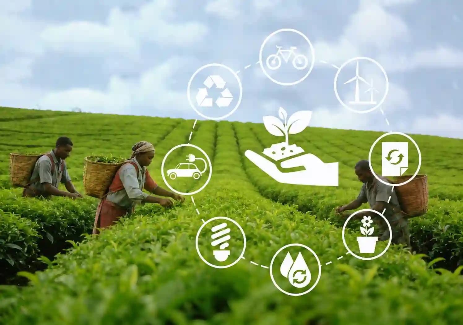 Tea processing factory