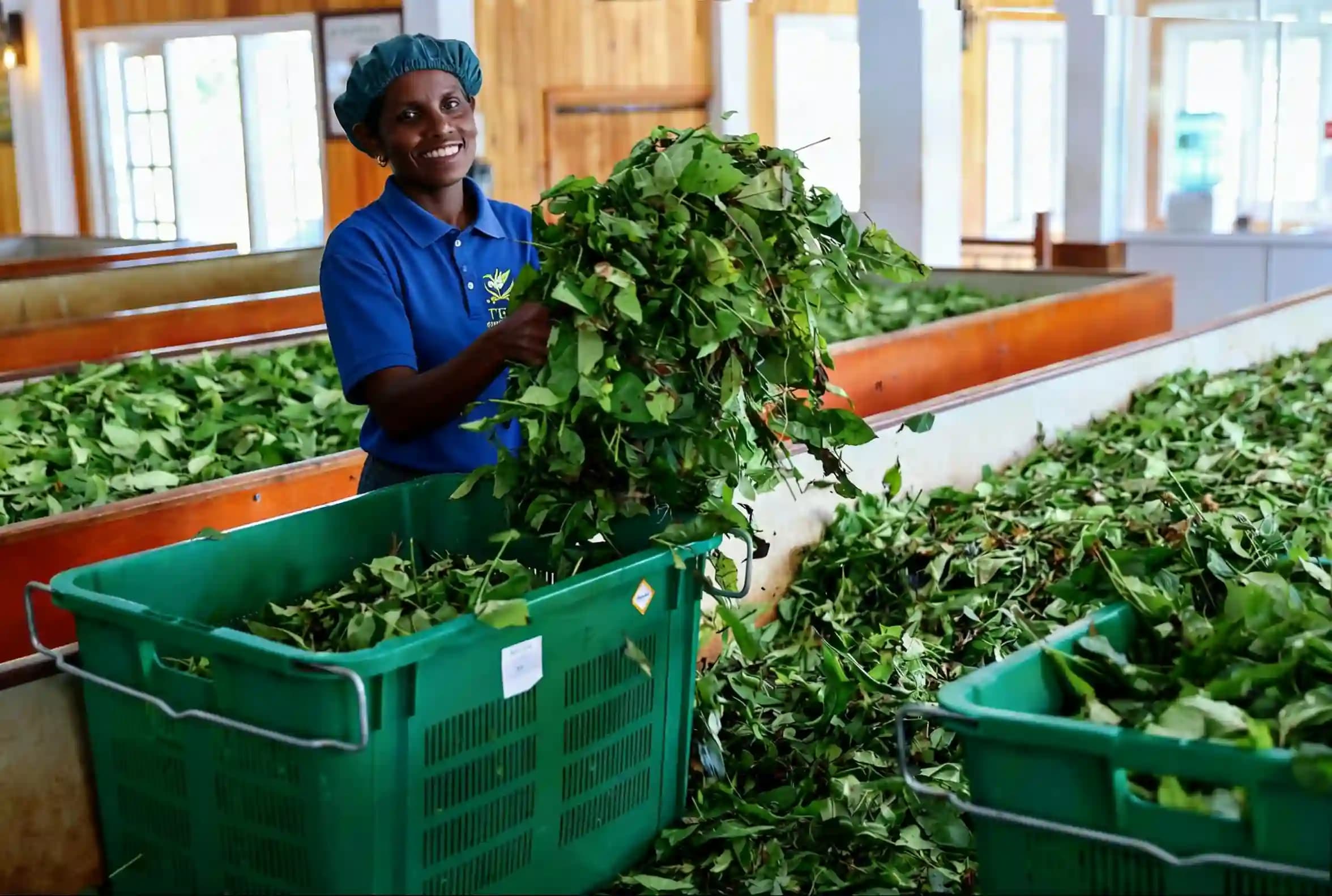 Kenya tea plantation