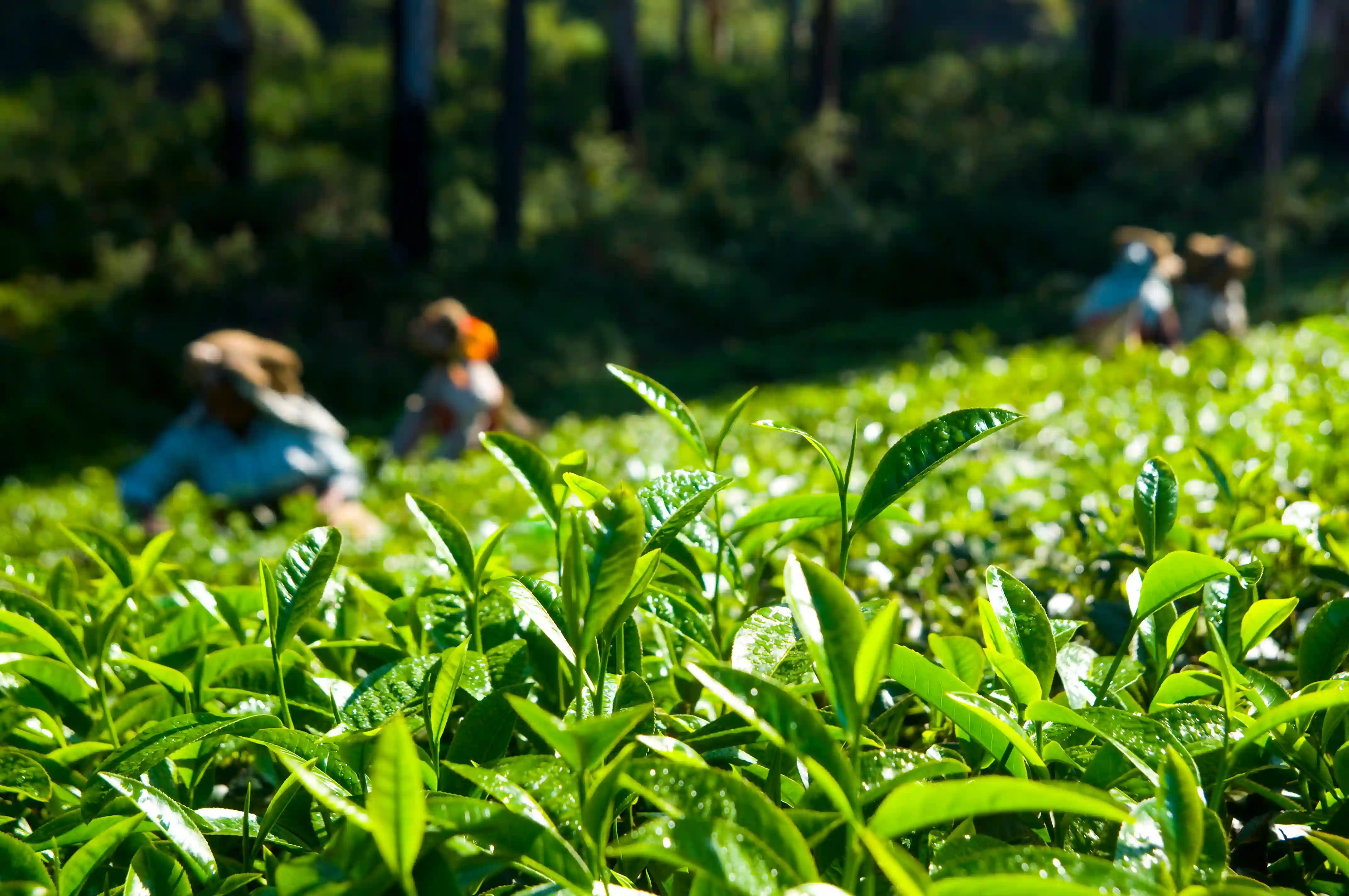 Tea plantation background